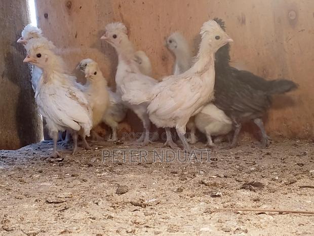 Polish Bantams - main view