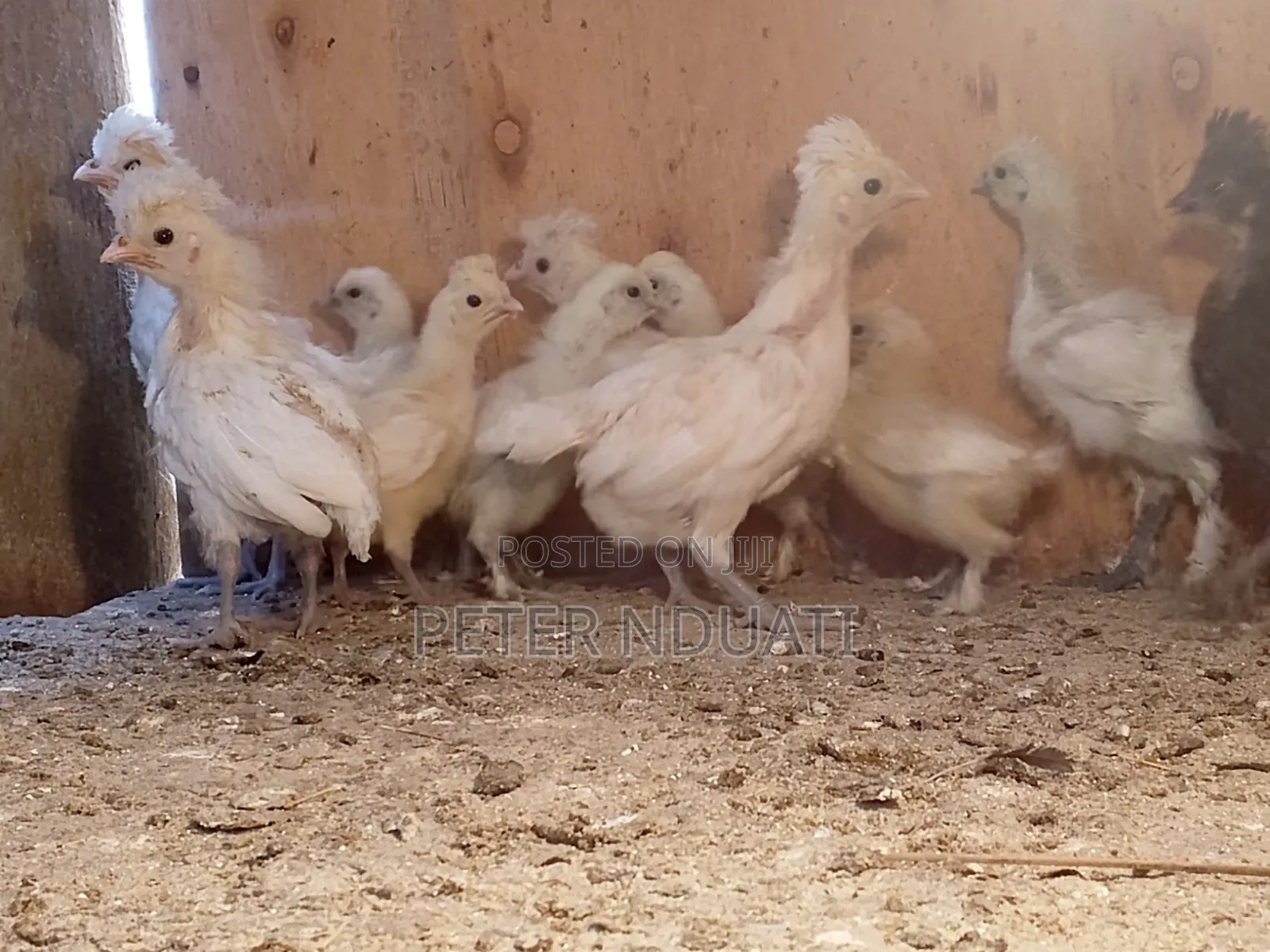 Polish Bantams