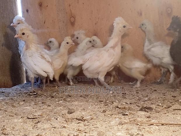 Polish Bantams - thumbnail 2