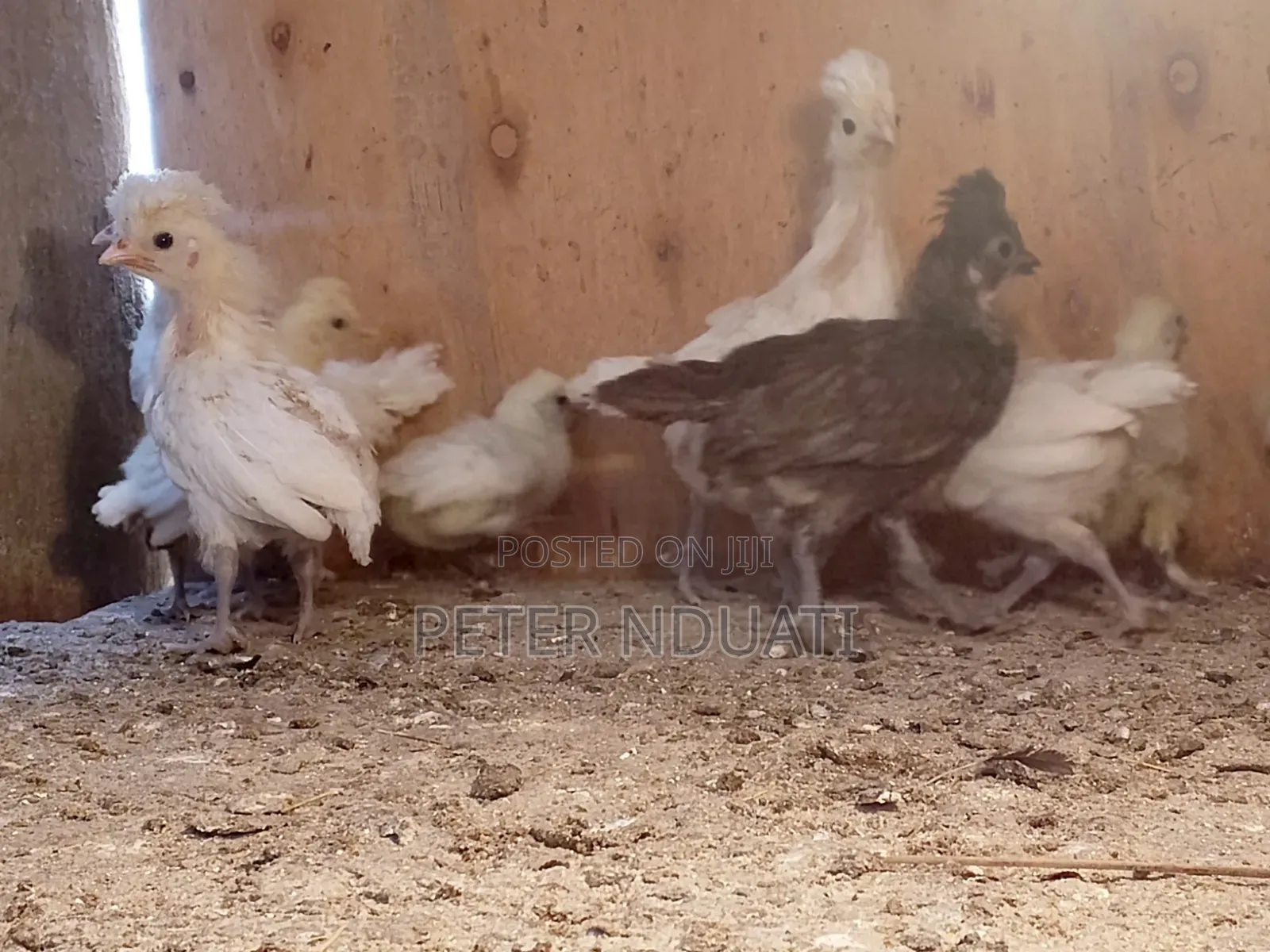 Polish Bantams