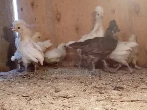 Polish Bantams