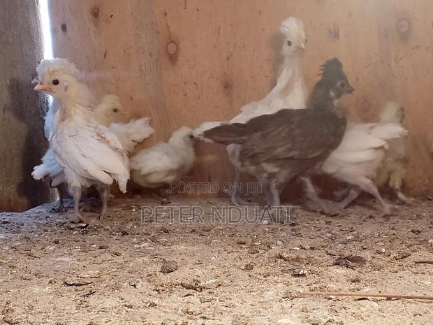 Polish Bantams - thumbnail 3