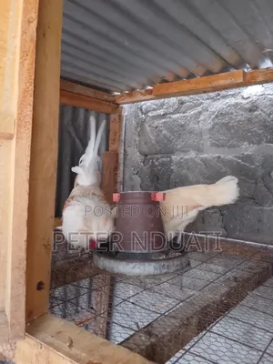 Polish Bantams