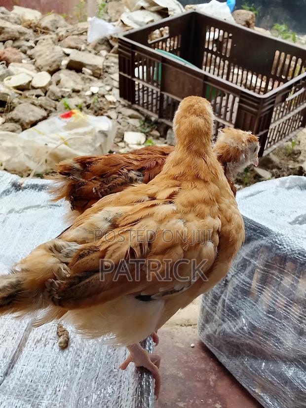Improved Kienyeji Chicks - main view