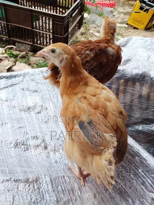 Improved Kienyeji Chicks