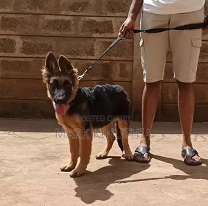 3-6 months Female Purebred German Shepherd