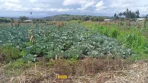 4.5acres Lamuria Laikipia Touching River.