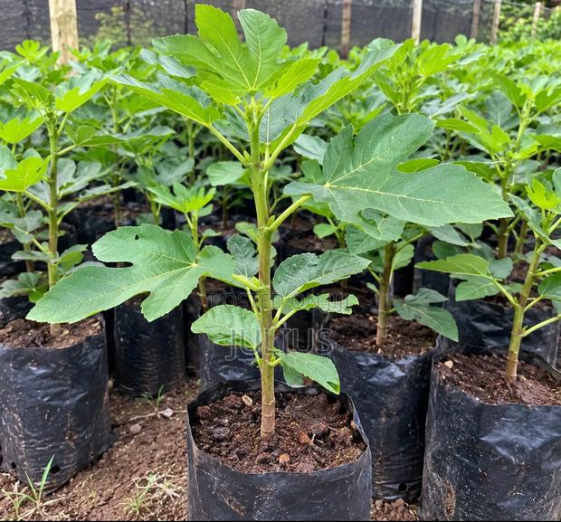 Indigenous Fig Fruit Tree - main view