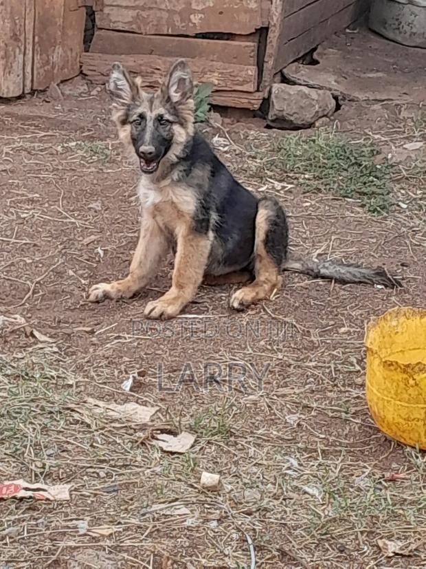 3-6 months Female Purebred German Shepherd