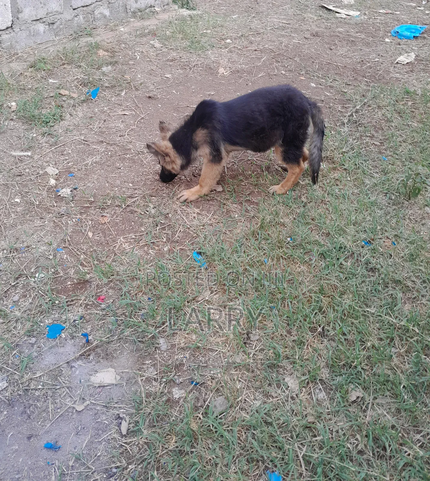 3-6 months Female Purebred German Shepherd