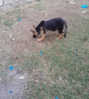 3-6 months Female Purebred German Shepherd