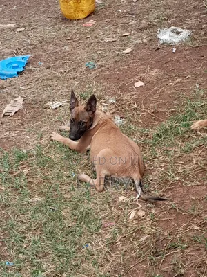 3-6 months Female Purebred Belgian Malinois