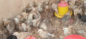 Kenbro Chicks