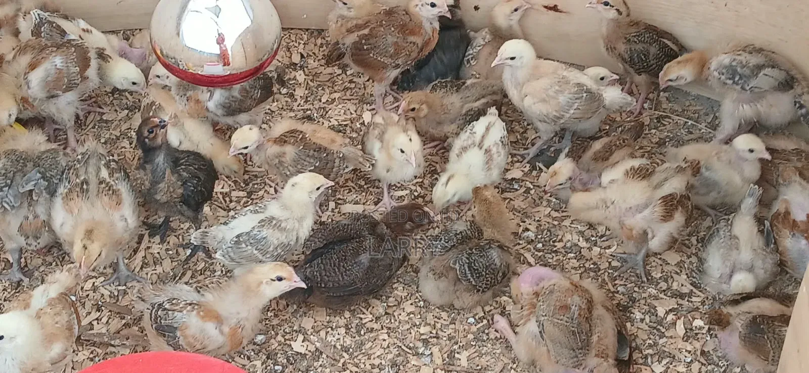 Kenbro Chicks