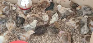 Kenbro Chicks