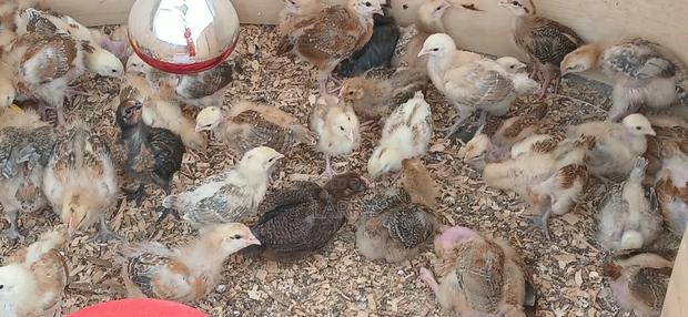 Kenbro Chicks - thumbnail 2