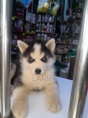 1-3 months Male Purebred Siberian Husky