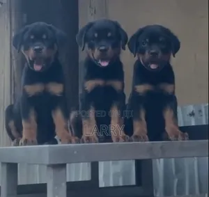 1-3 months Female Purebred Rottweiler