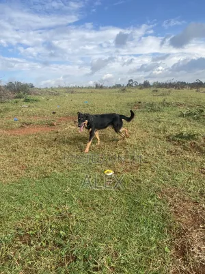 1+ year Male Mixed Breed Belgian Malinois