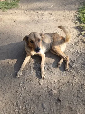 1+ year Female Mixed Breed German Shepherd