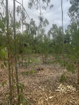 Prime 1 Acre Land for Sale in Kandisi, Ongata Rongai – Ready Title