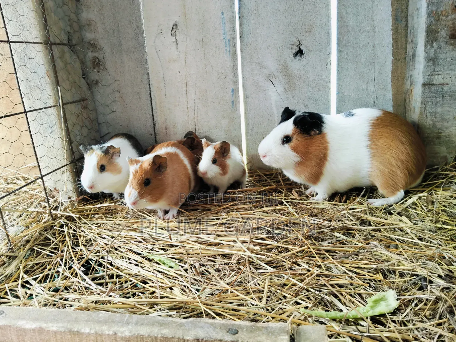 Guinea Pigs for Sale