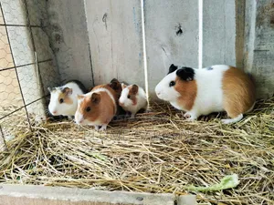 Guinea Pigs for Sale