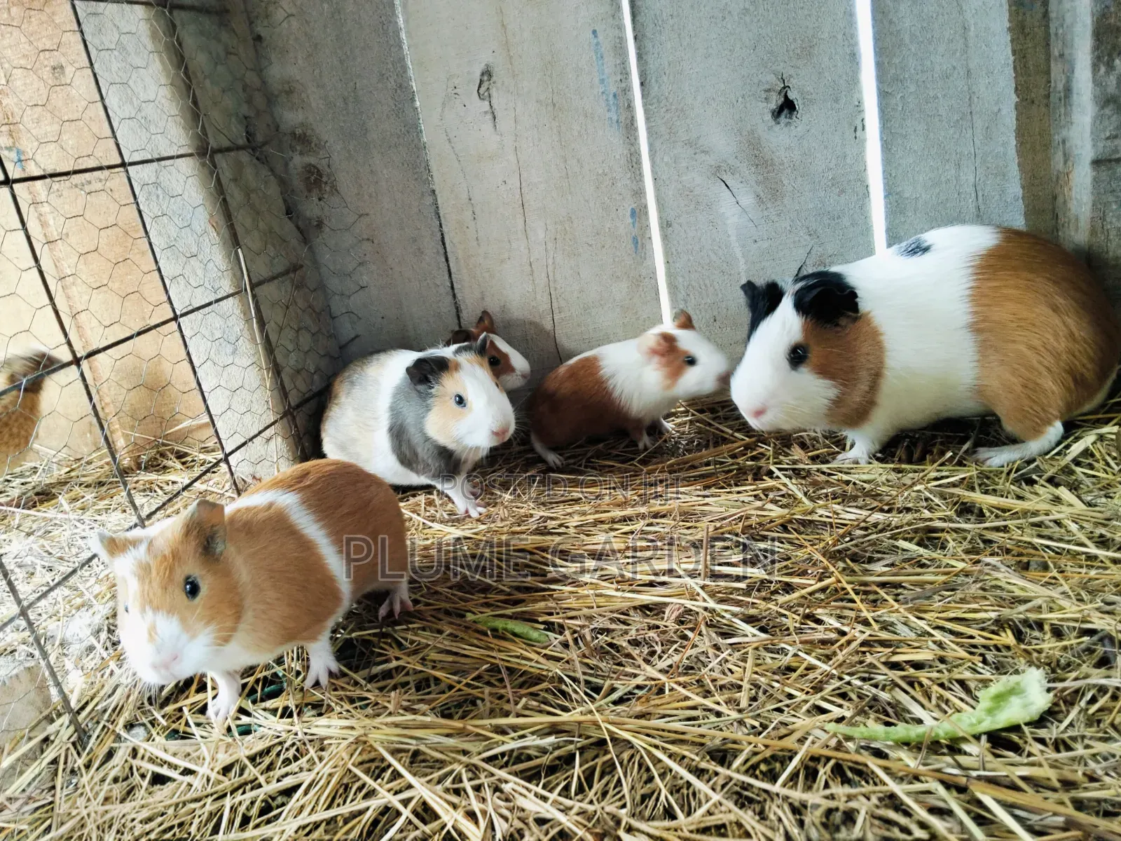 Guinea Pigs for Sale