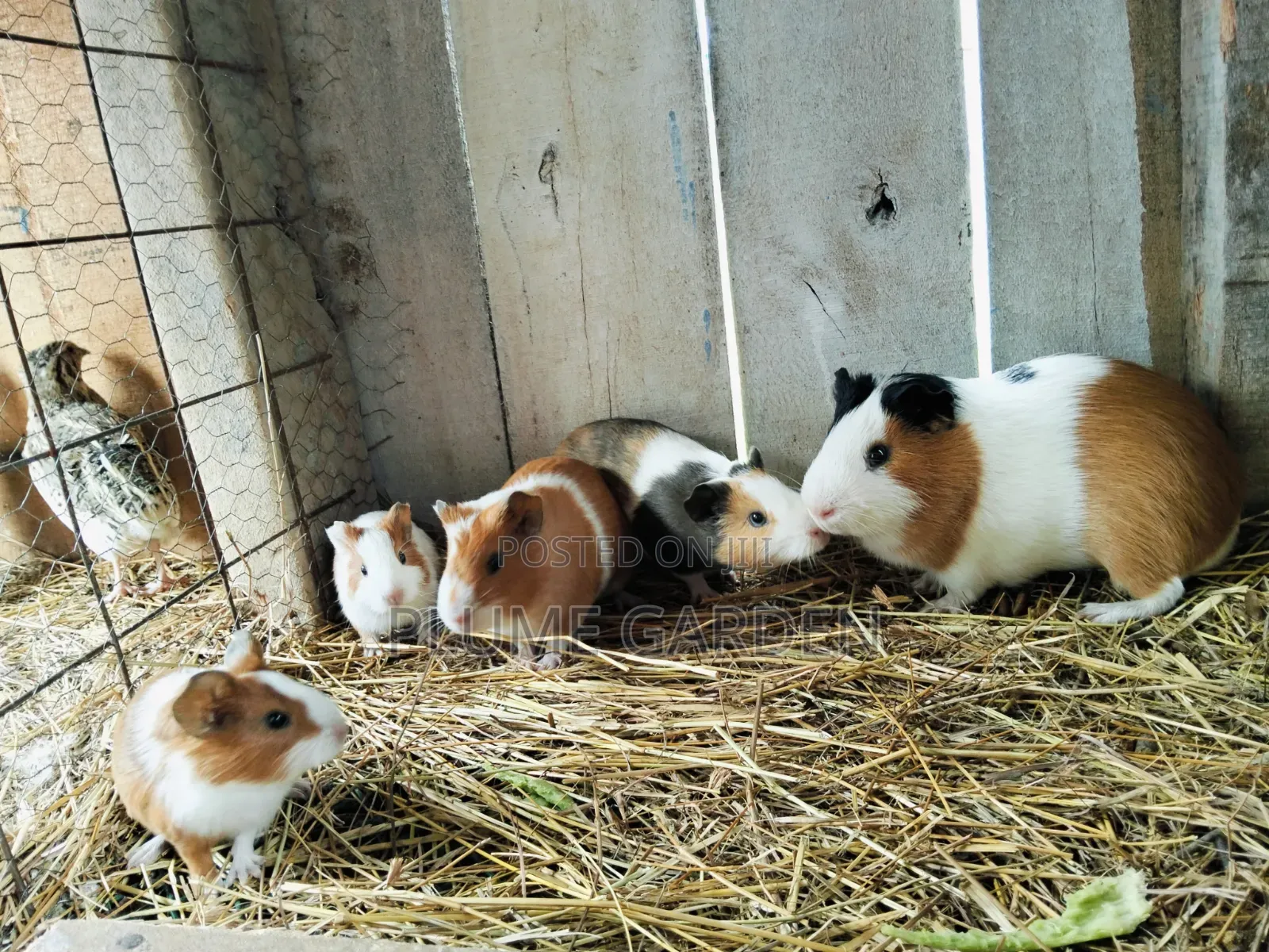 Guinea Pigs for Sale