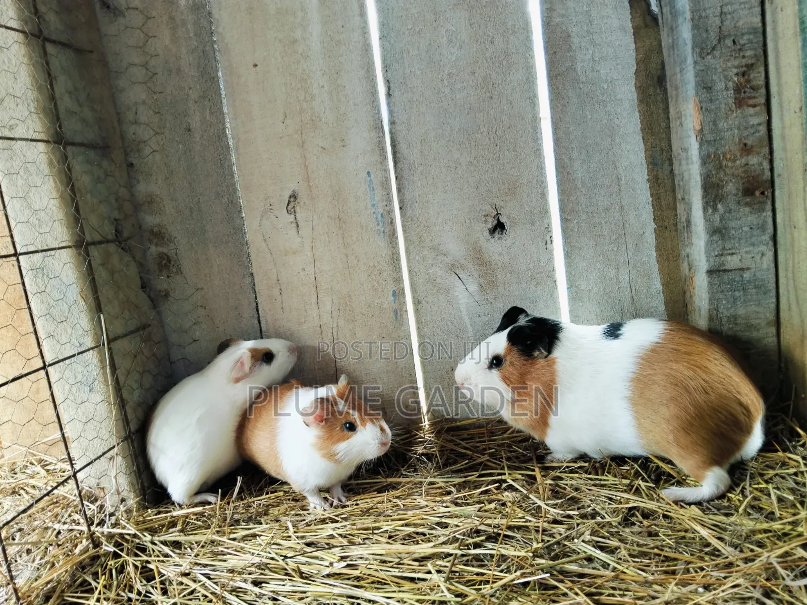 Guinea Pigs for Sale