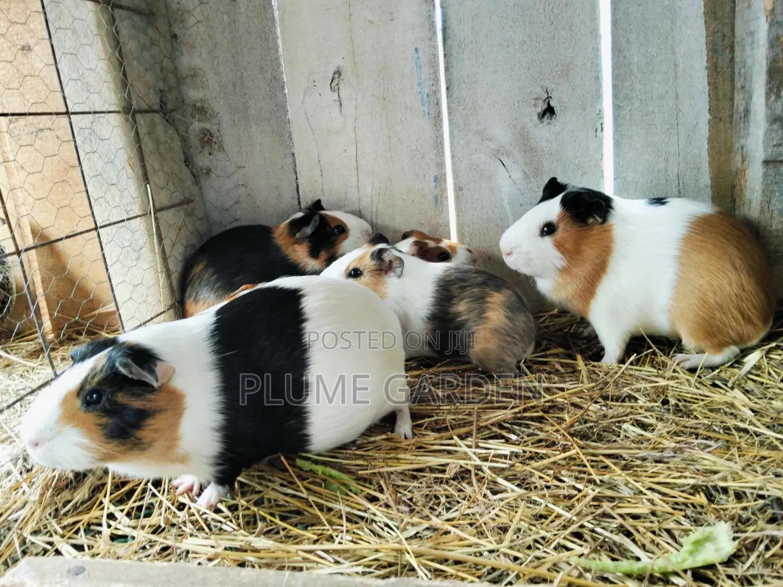 Guinea Pigs for Sale