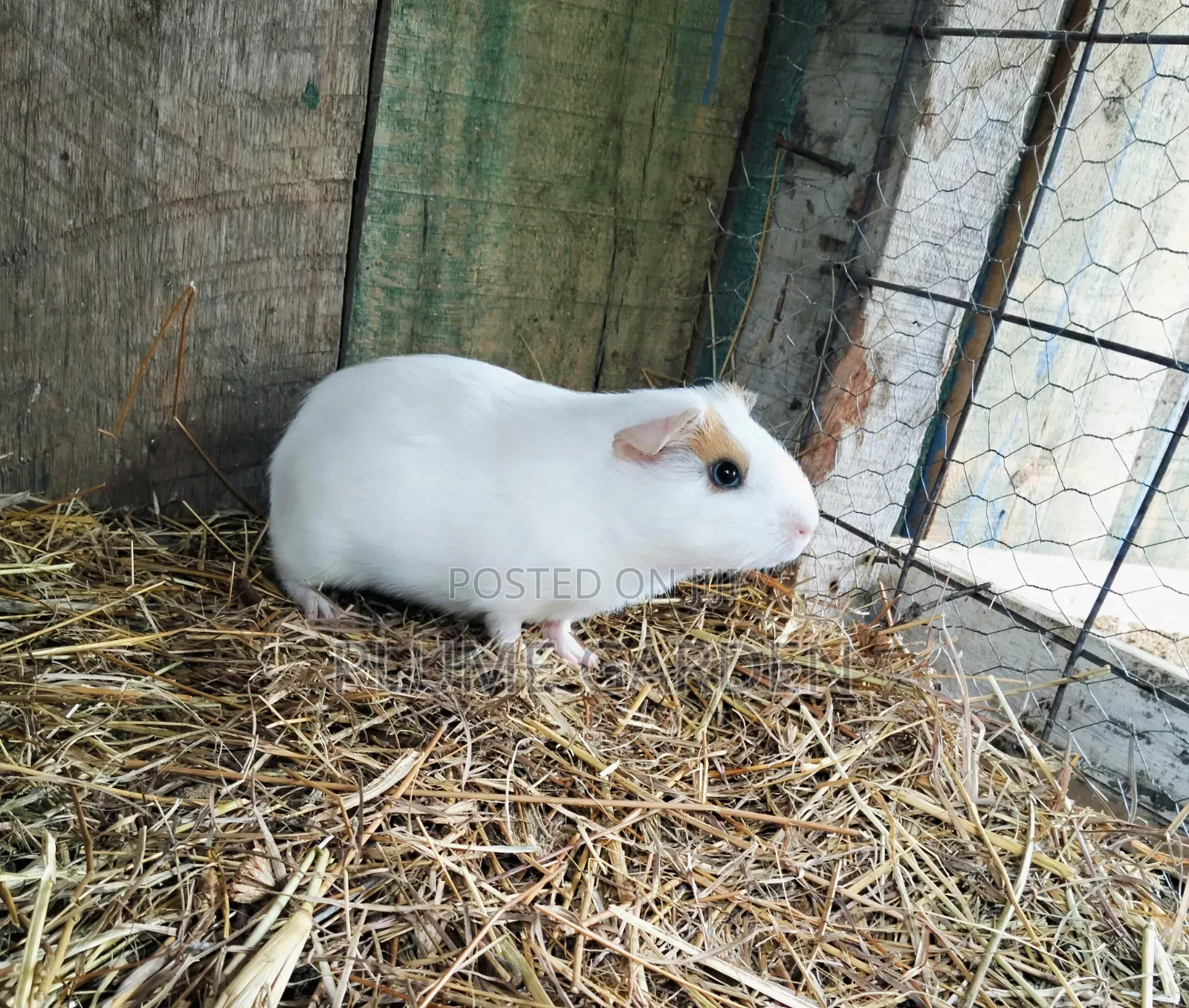 Guinea Pigs for Sale