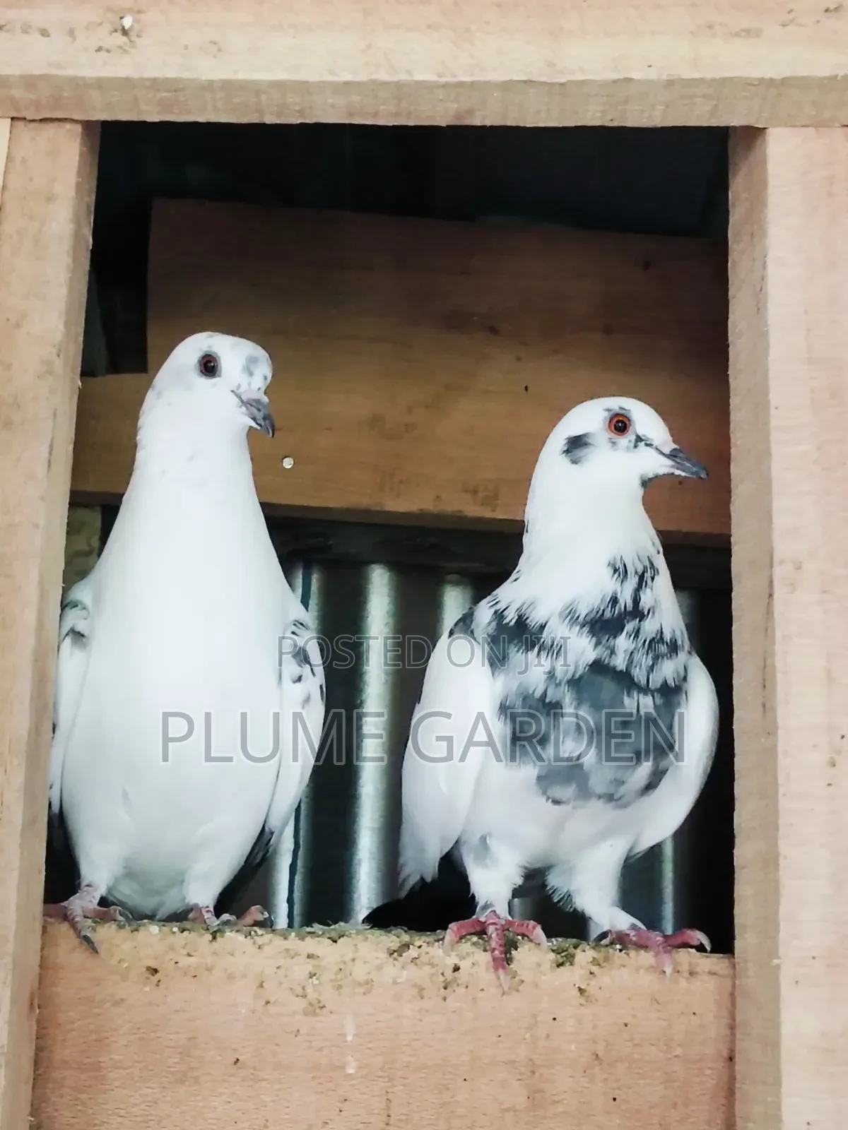 Rock Pigeons for Sale
