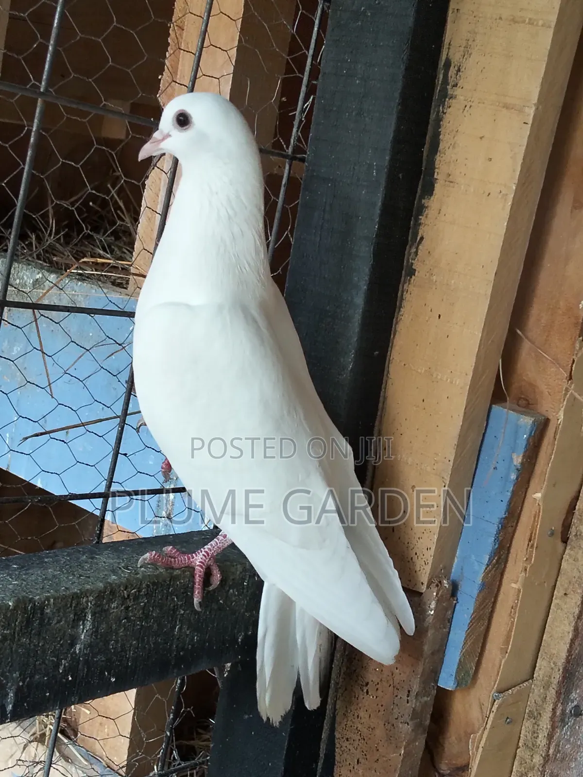 Rock Pigeons for Sale