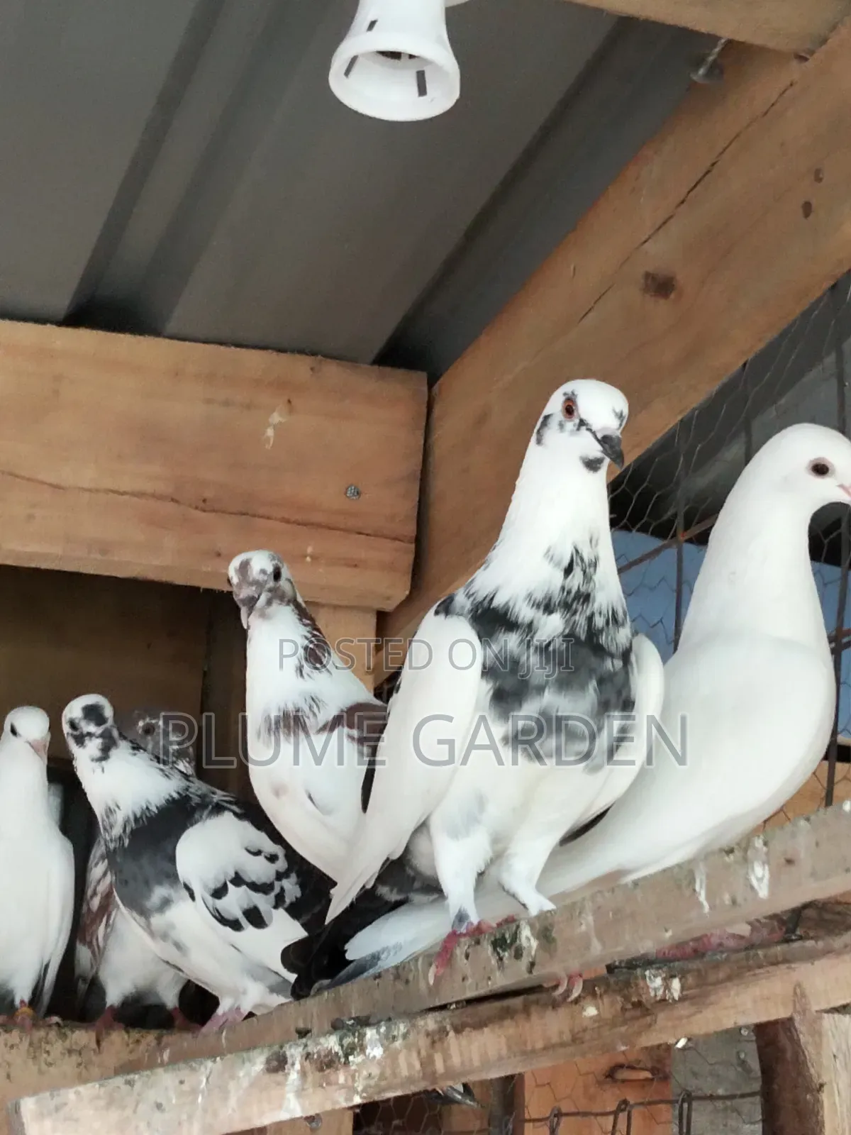 Rock Pigeons for Sale
