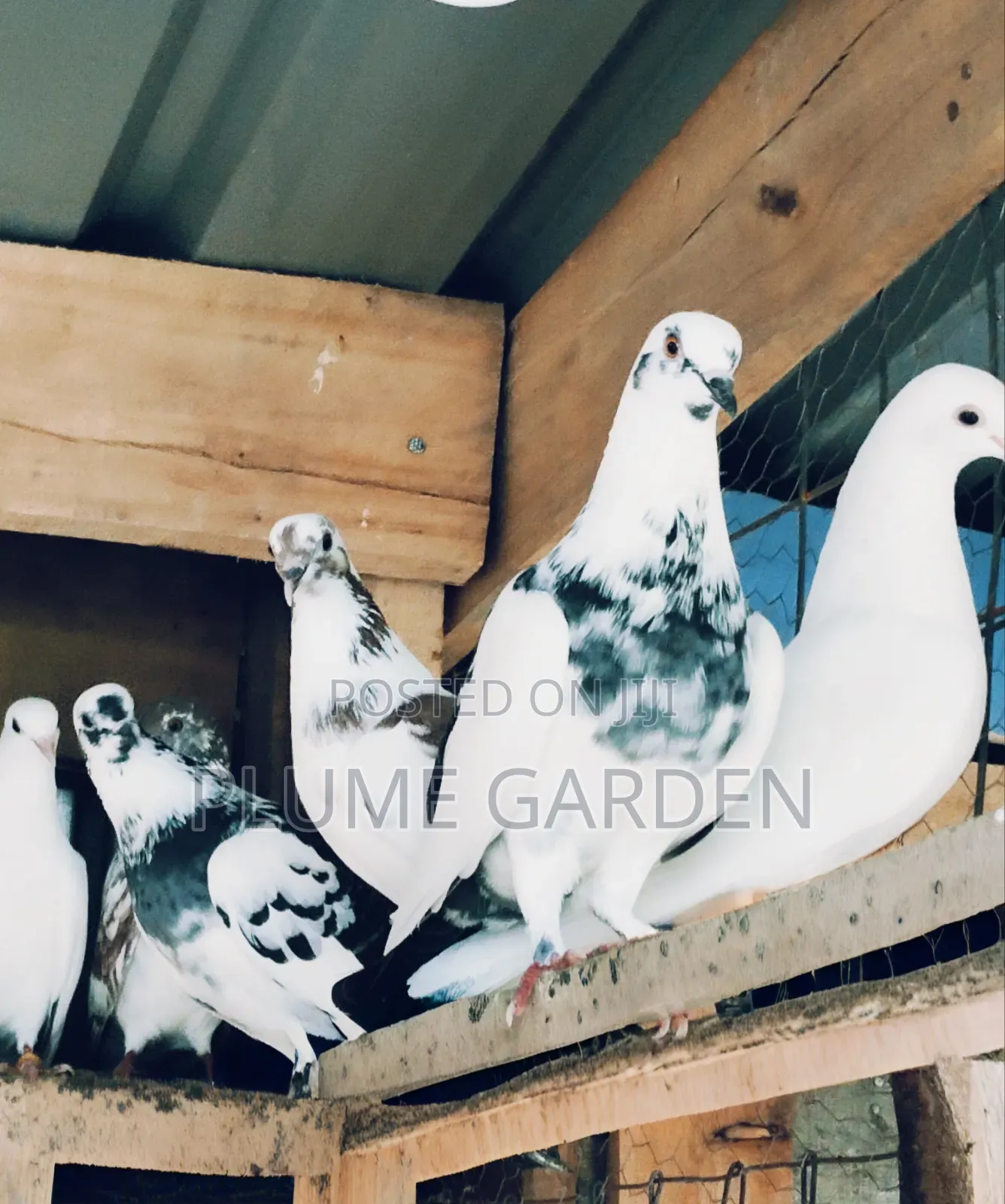 Rock Pigeons for Sale