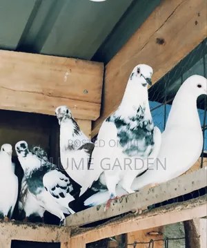 Rock Pigeons for Sale