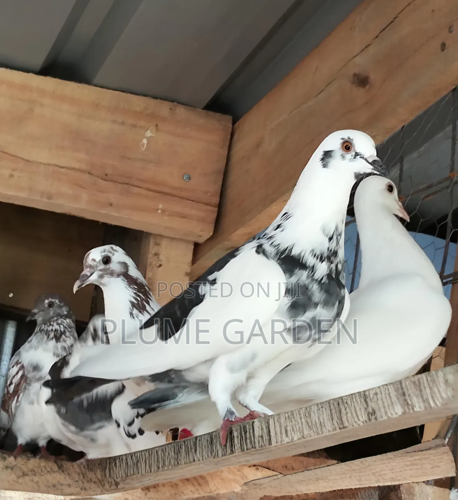 Rock Pigeons for Sale