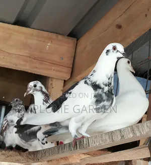 Rock Pigeons for Sale