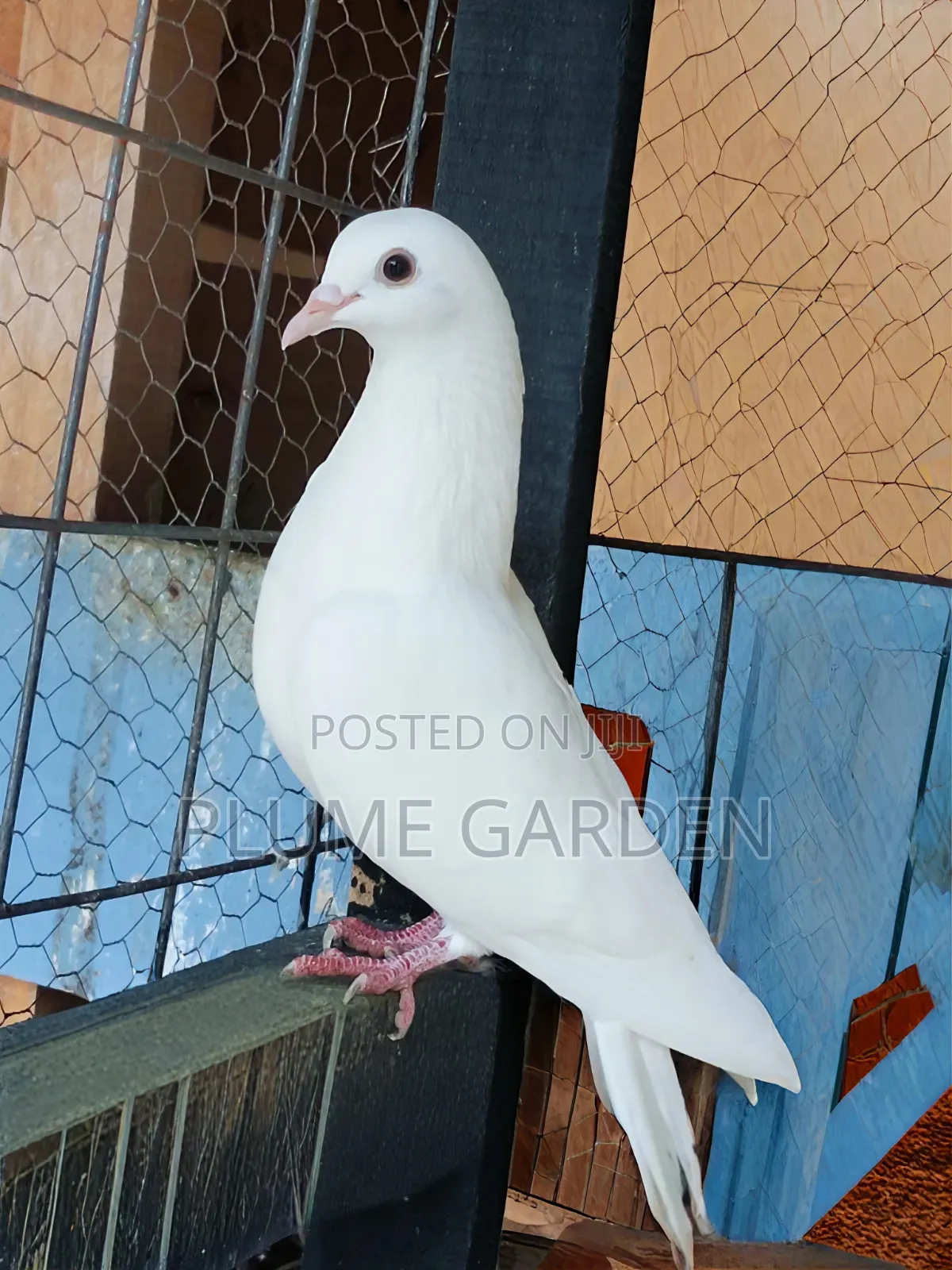 Rock Pigeons for Sale