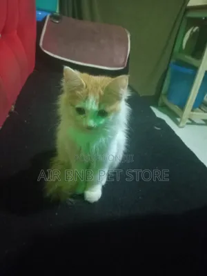 1-3 months Female Purebred Maine Coon