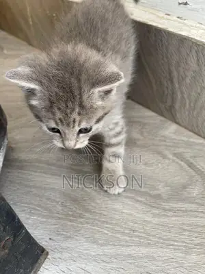 1-3 months Male Mixed Breed Cat