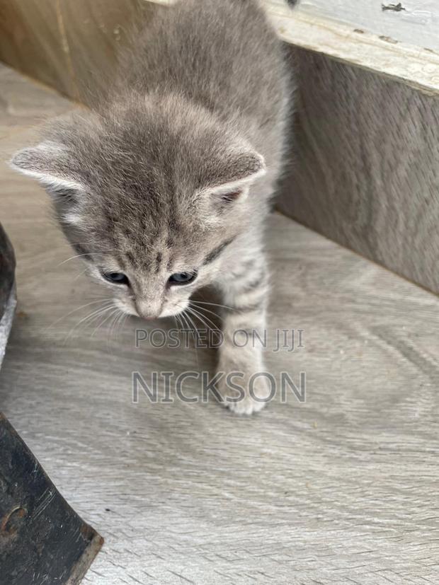 1-3 months Male Mixed Breed Cat