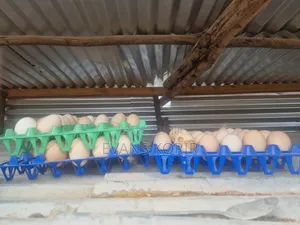 Fertilized Eggs