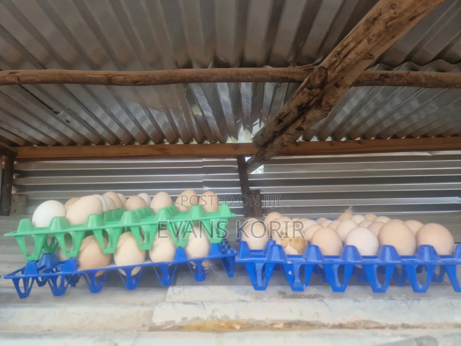 Fertilized Eggs