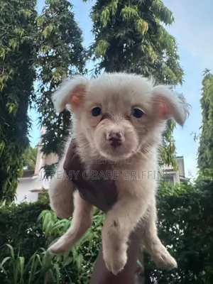 0-1 month Male Purebred Japanese Spitz