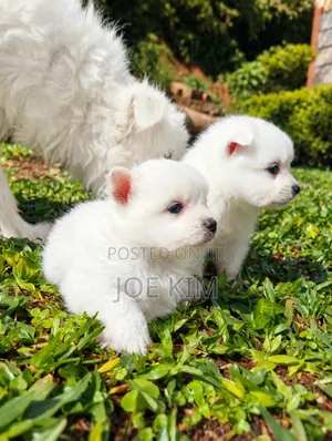 1-3 months Male Purebred Japanese Spitz