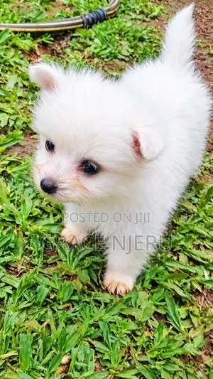 1-3 months Female Purebred Japanese Spitz