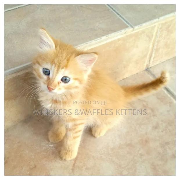 1-3 months Female Purebred Tabby - main view