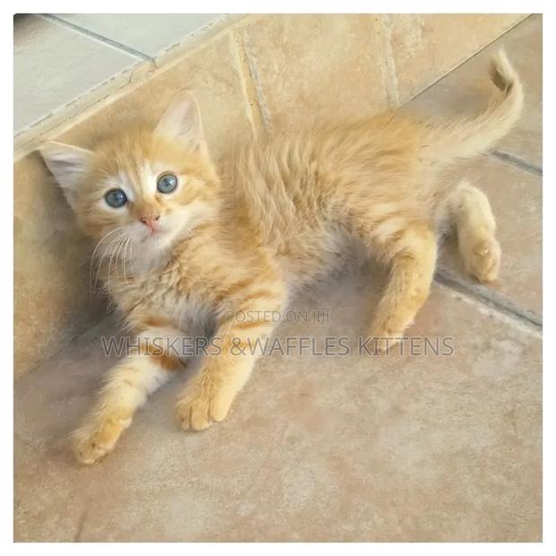 1-3 months Female Purebred Tabby - thumbnail 2